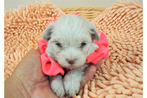 成約済の埼玉県のマルチーズ-103124の2枚目